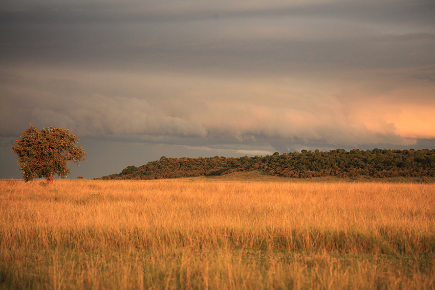 A Ray of Sunshine in Masai Mara (color)